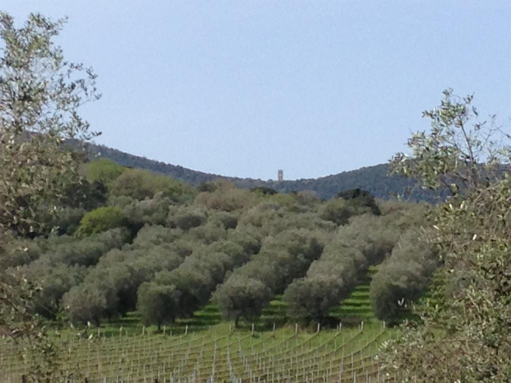 Podere Oslavia Az.Agr.Bio Giannini 奥贝里塞 外观 照片