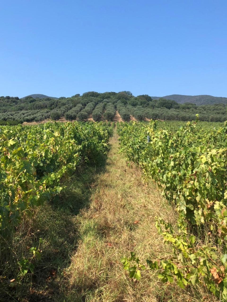Podere Oslavia Az.Agr.Bio Giannini 奥贝里塞 外观 照片